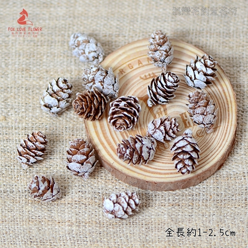 ❰雪色❱小落葉松(10顆)