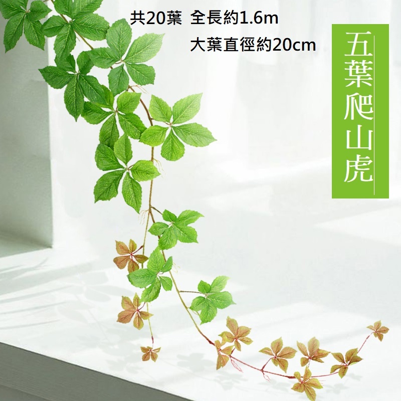 五葉爬山虎