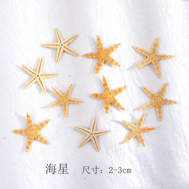 迷你海星(5個)
