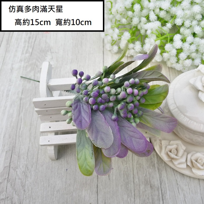 多肉滿天星(紫綠)