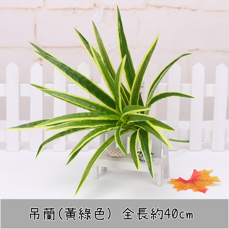 吊蘭(黃綠)