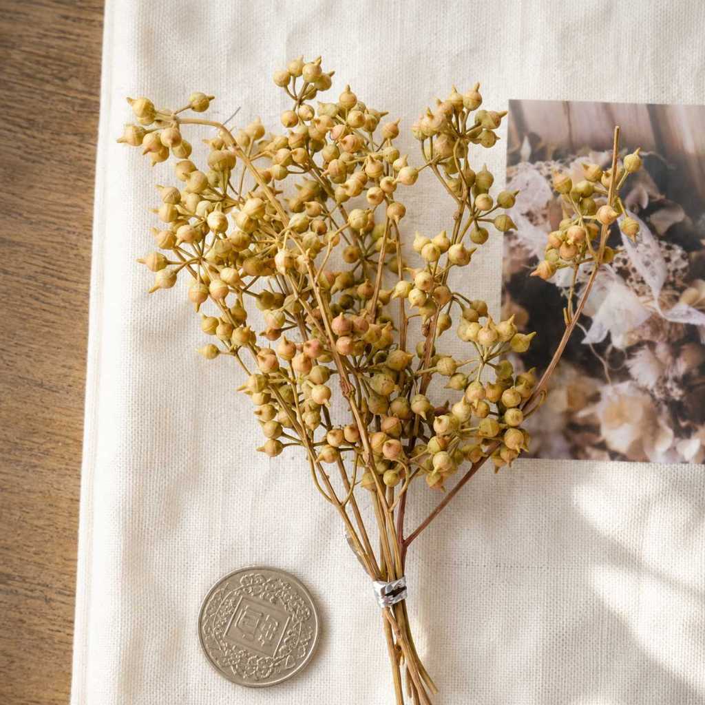 台灣現貨【尤加利果尤加利葉花材】尤加利果, 尤加利葉, 藍桉果, 琥珀果, 鈴鐺果, 小米果, 細葉桉果, 尖葉尤加