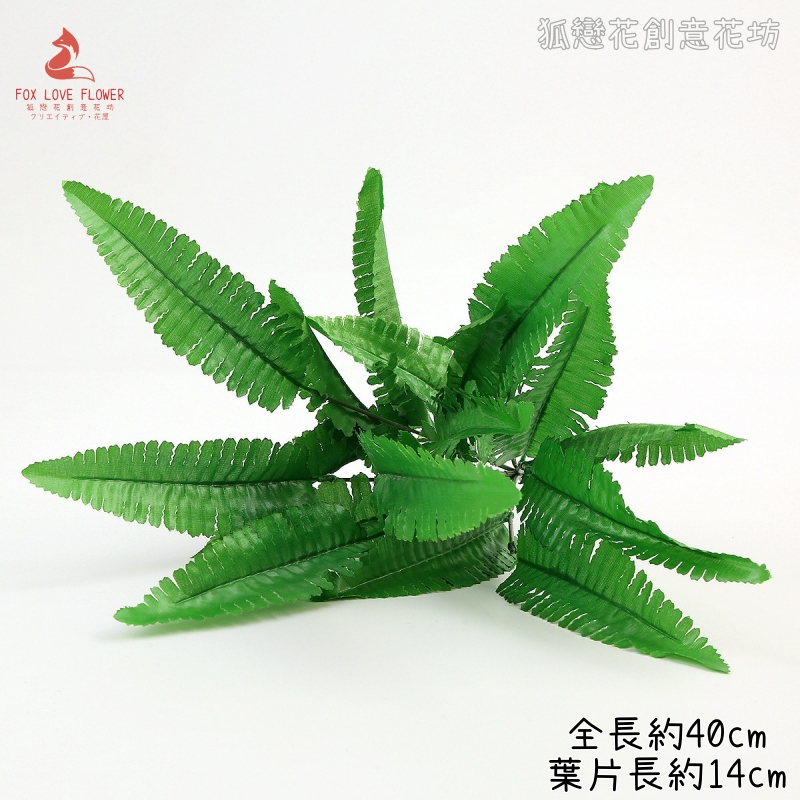 21葉<小>波士頓蕨草