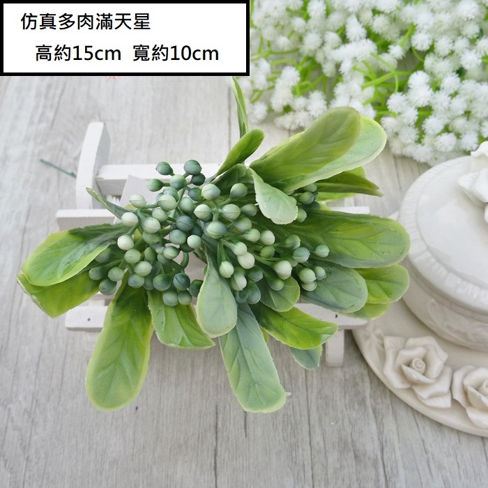 多肉滿天星(白綠)