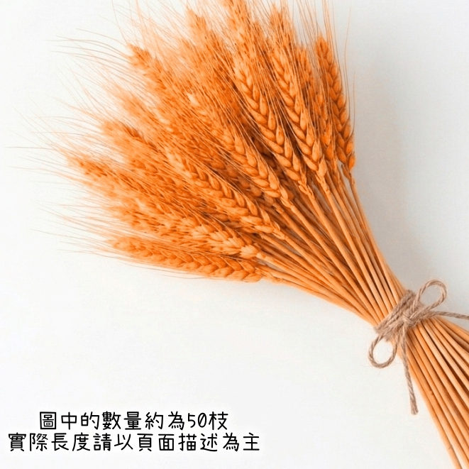 40cm(橘紅)染色麥穗(1支)