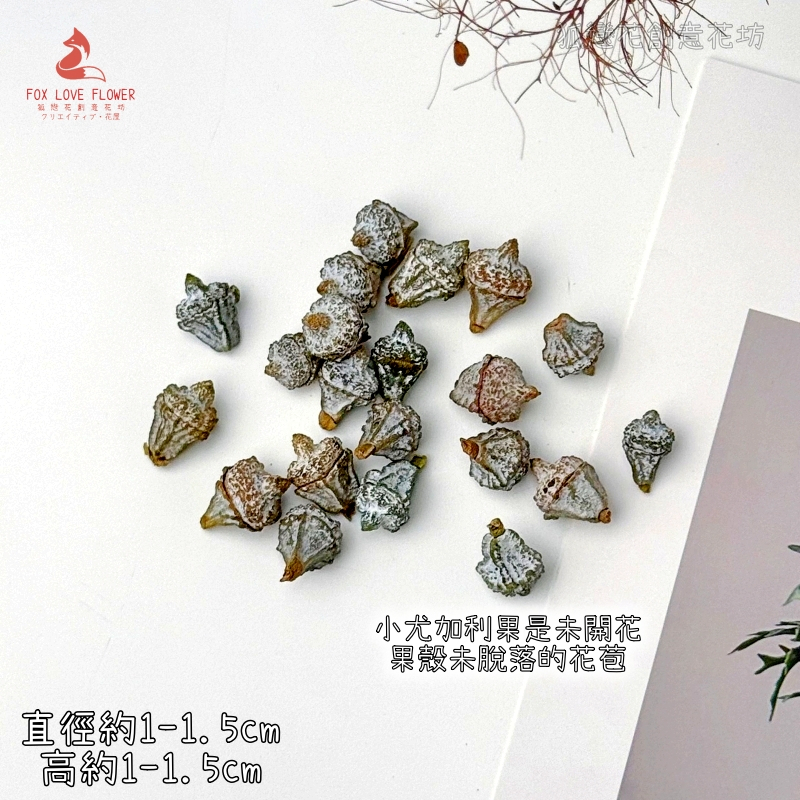 ❰原色❱小尤加利果(藍桉果)(6顆)