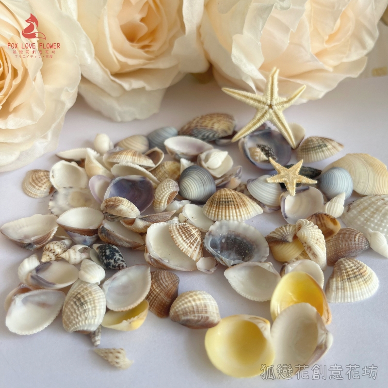 台灣現貨【夢幻海洋DIY藝術材料包】海星海螺貝殼混合包迷你海星 夢幻海洋DIY材料包, 海星材料, 海螺殼材料, 貝殼材
