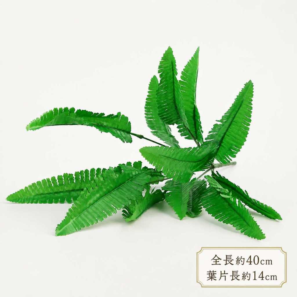 14葉<小>波士頓蕨草