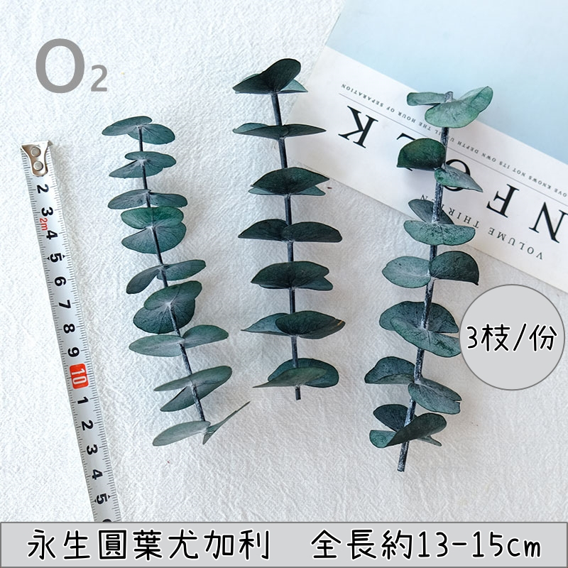 ❰綠色❱圓葉尤加利(銀葉桉)1份
