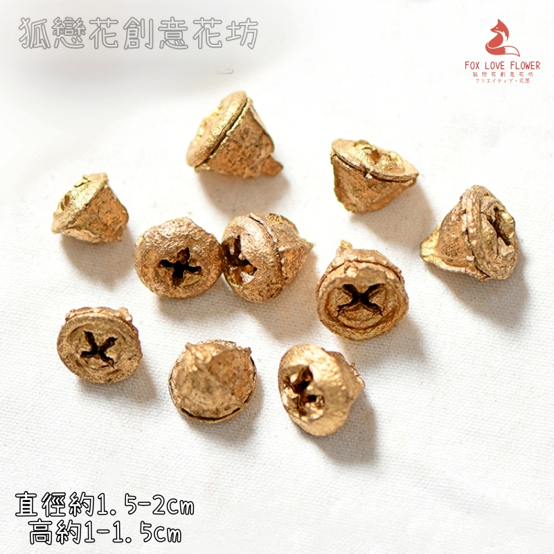 ❰金色❱大尤加利果(藍桉果)(5顆)