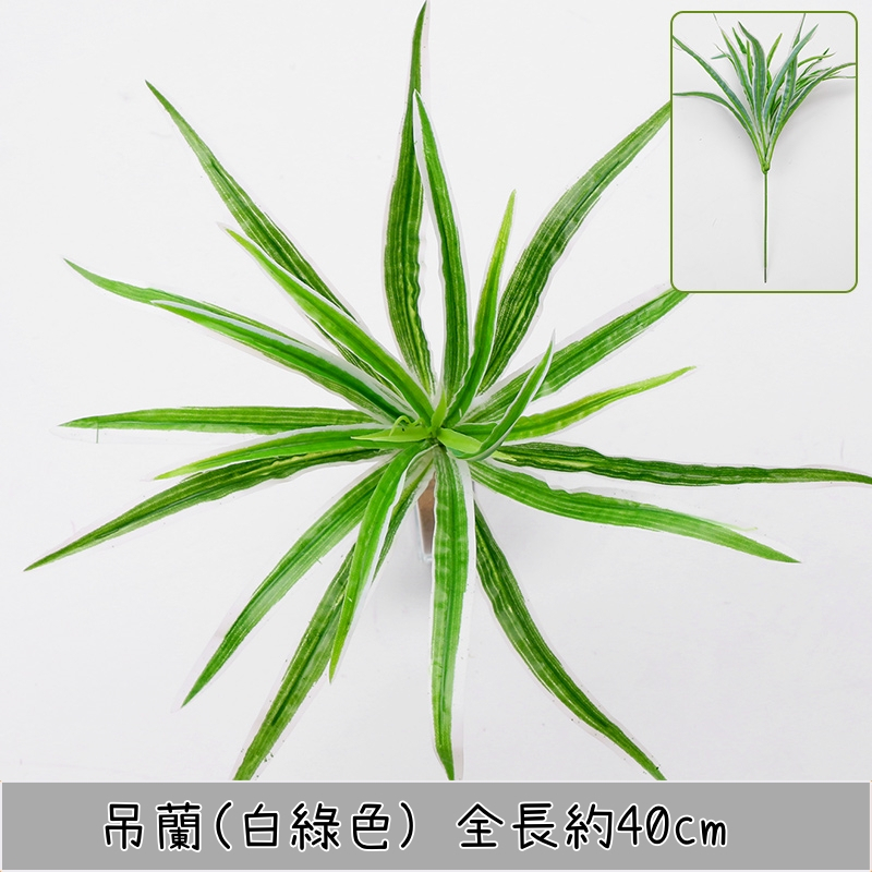 吊蘭(白綠)