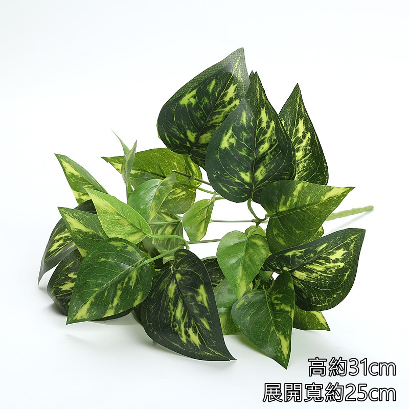 6叉花蘿葉/花葉萬年青