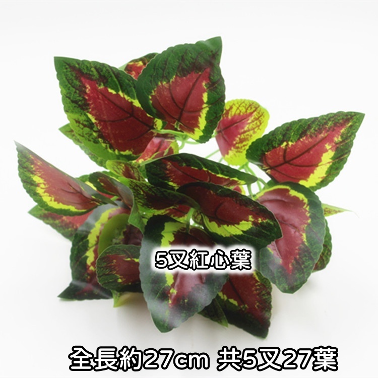 5叉紅心葉