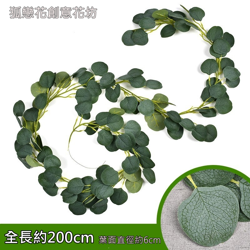 200cm圓葉尤加利❰掛霜白❱