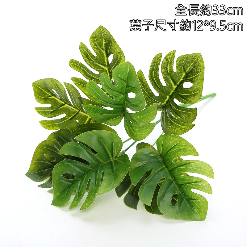9頭龜背葉