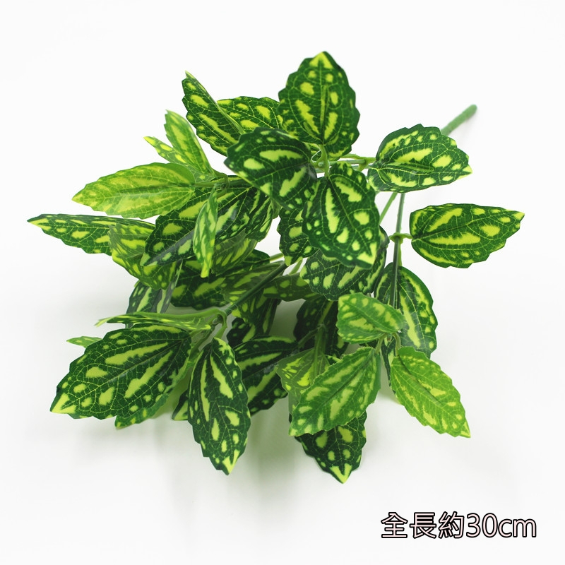7叉小葉冷水麻(綠色)