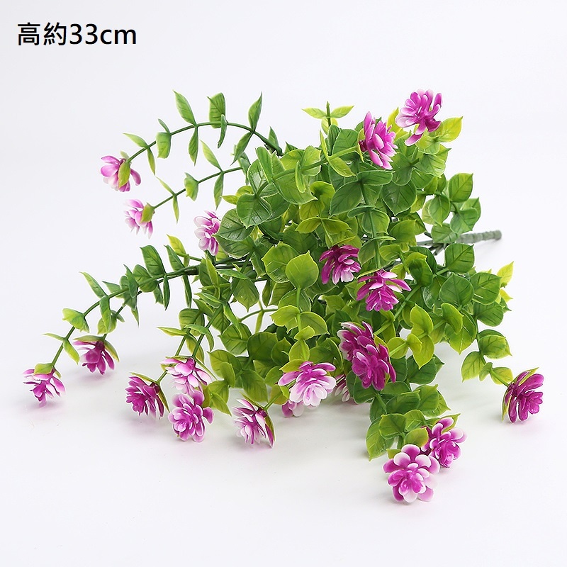 7叉帶花小尤加利(桃紫色)