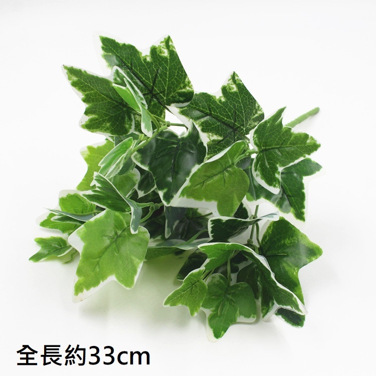 7叉白邊地瓜葉