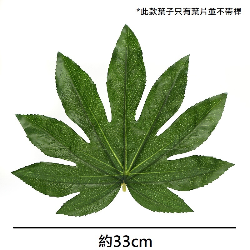 八角金盤葉(無桿)