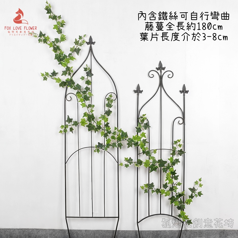 白邊分叉爬山虎