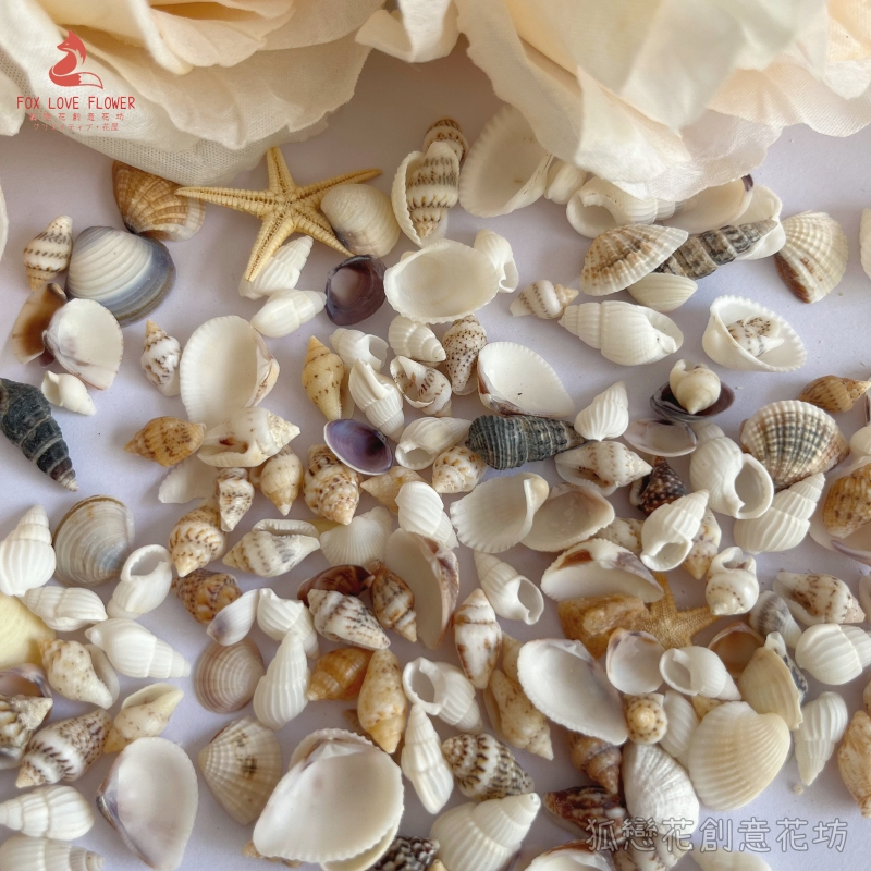 台灣現貨【夢幻海洋DIY藝術材料包】海星海螺貝殼混合包迷你海星 夢幻海洋DIY材料包, 海星材料, 海螺殼材料, 貝殼材