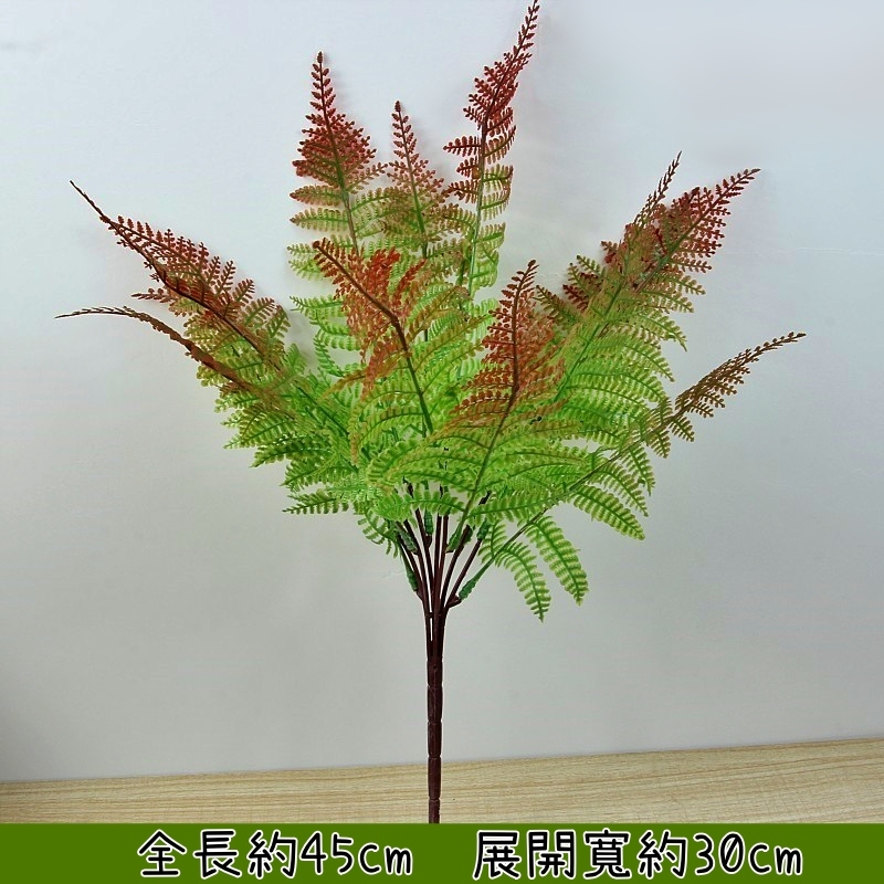 7叉鳳尾蕨(秋色)