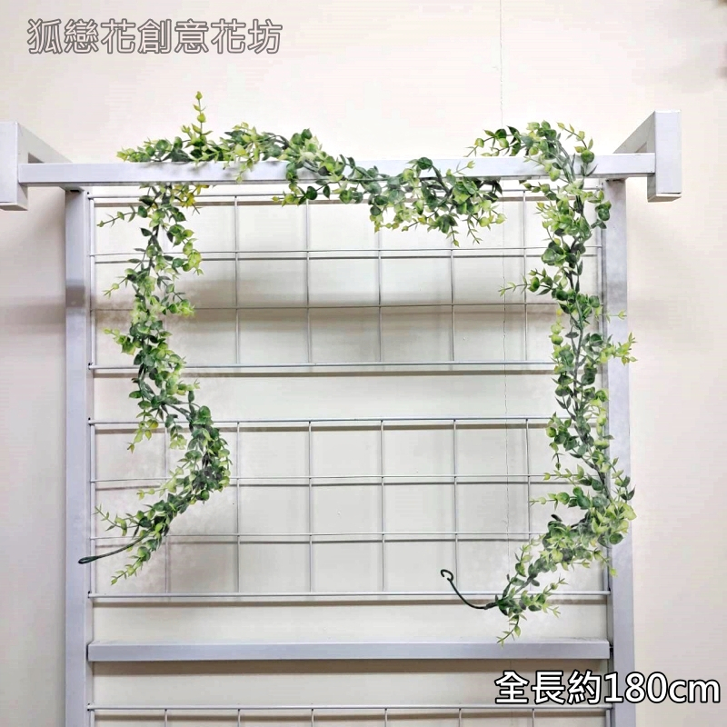 小尖葉無花尤加利藤蔓(掛霜白)