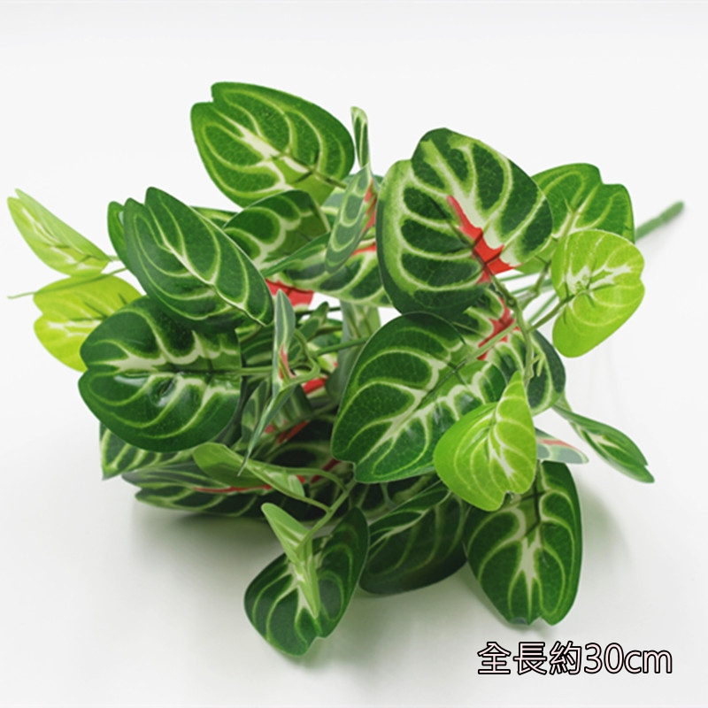 7叉紅心斑葉芋