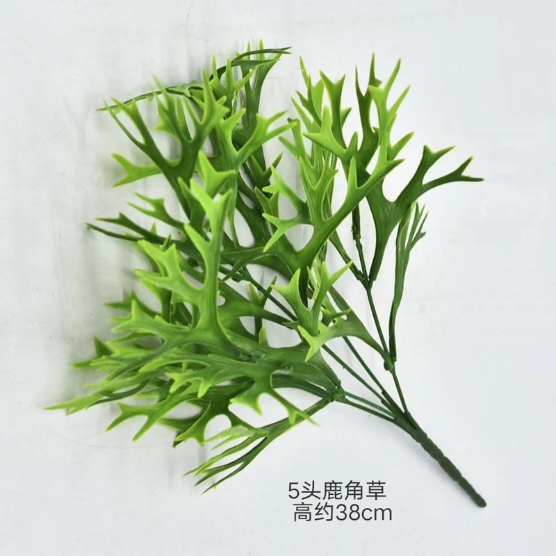 5叉鹿角蕨