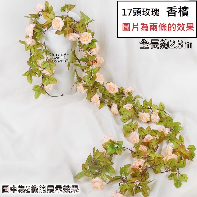 17頭玫瑰❰香檳❱