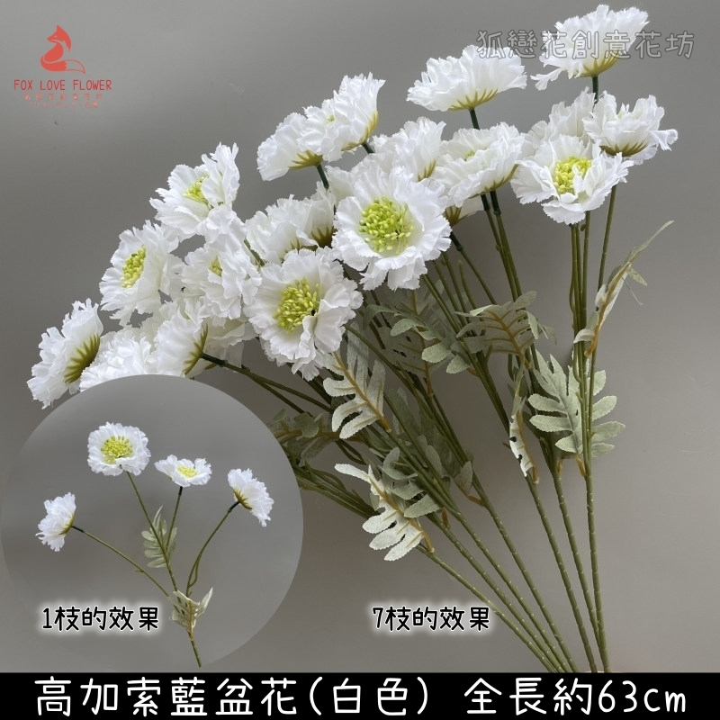 白色高加索藍盆花