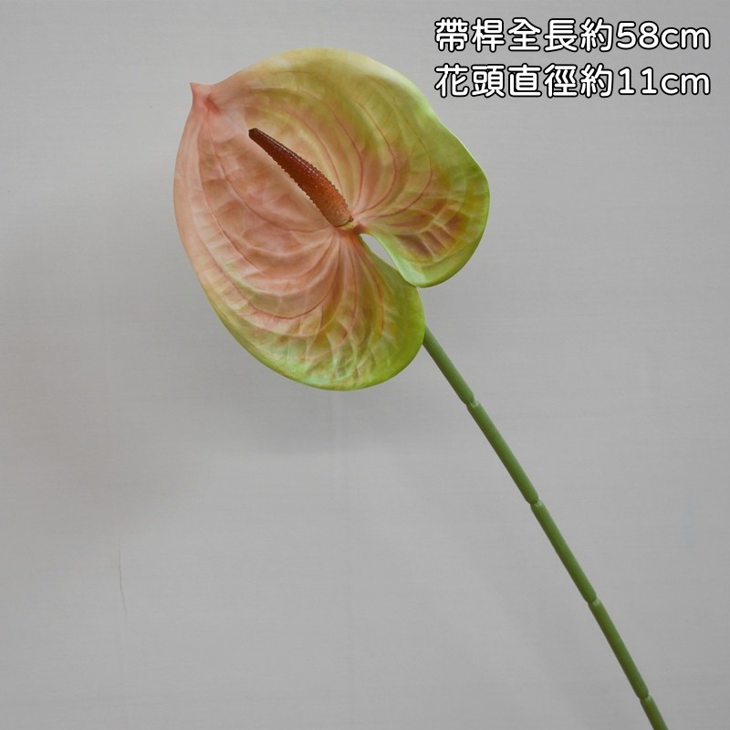 粉綠單枝火鶴