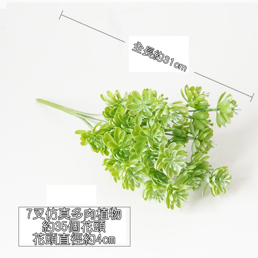7叉多肉植物(白綠)