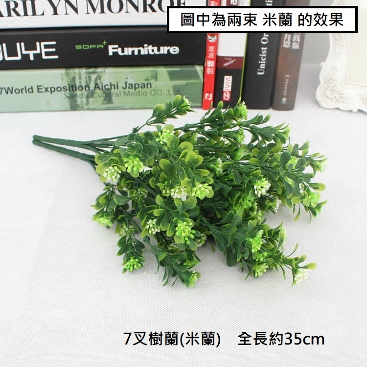 7叉米蘭(樹蘭)