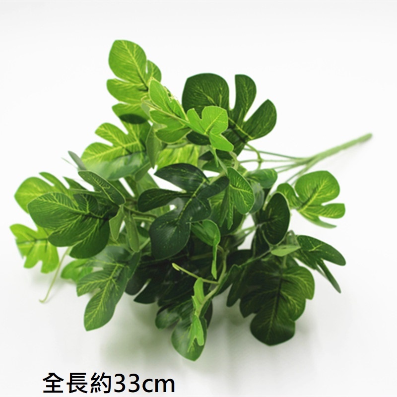 7叉小龜背葉