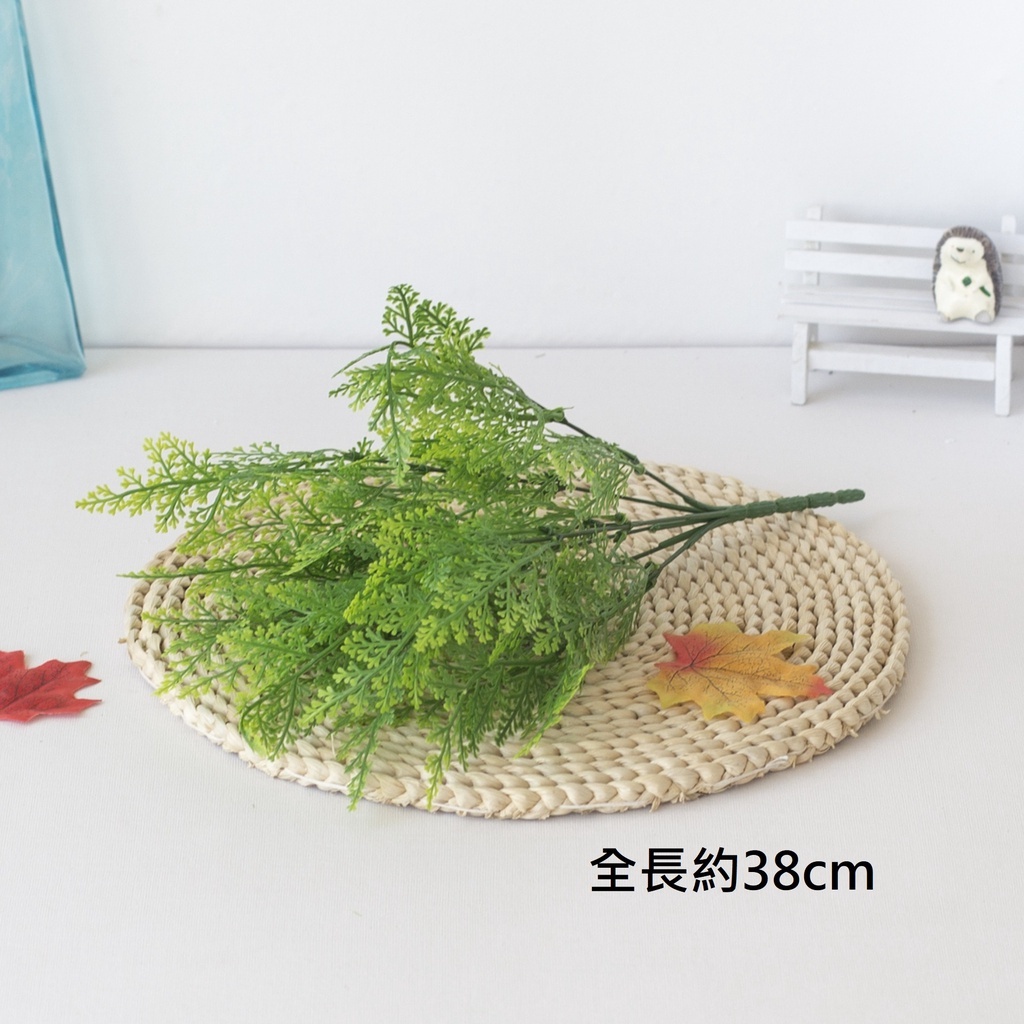 7叉文竹葉/文松草