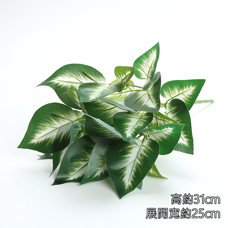 6叉白玉萬年青/黛粉葉