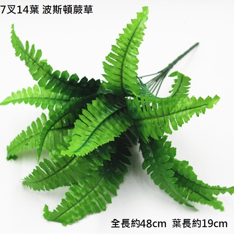 14葉❰中❱絹葉波士頓蕨草(2枝)