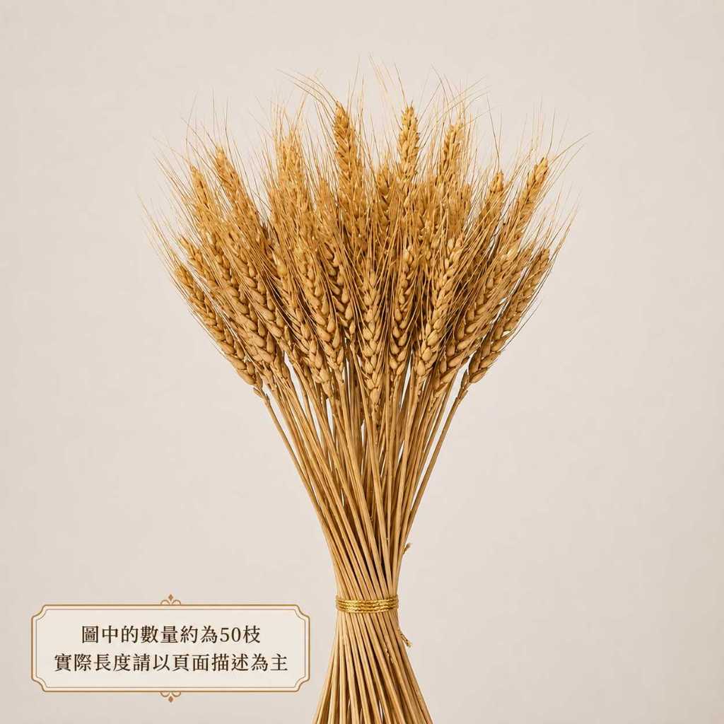 台灣現貨【40cm天然乾燥麥穗】乾燥麥穗, 天然麥穗, 乾燥小麥穗, 40cm乾燥花, 原色麥穗, 金色麥穗, 金黃色麥