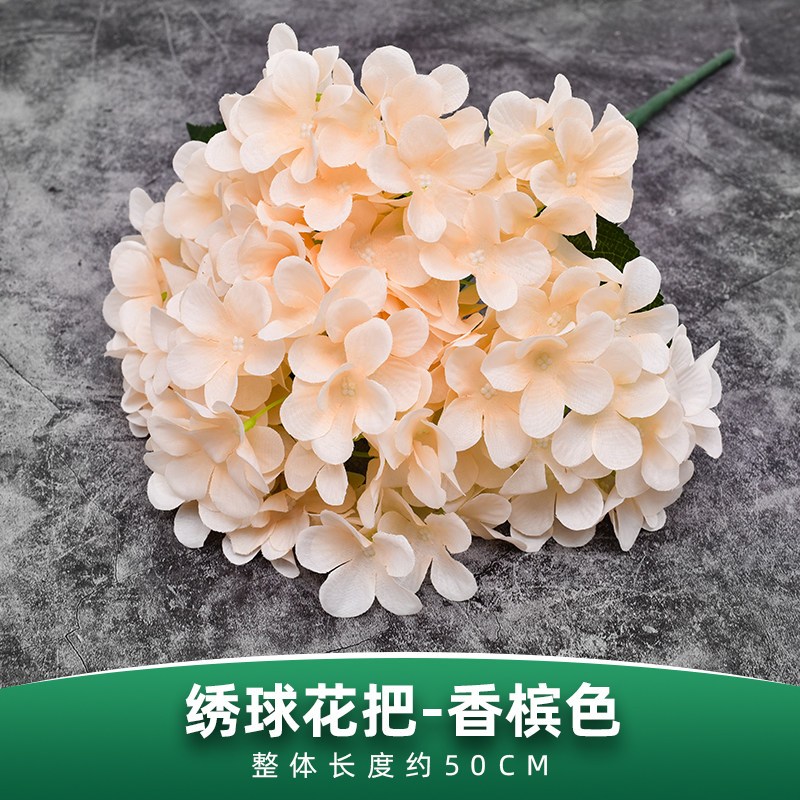 五叉大葉繡球花（香檳色）