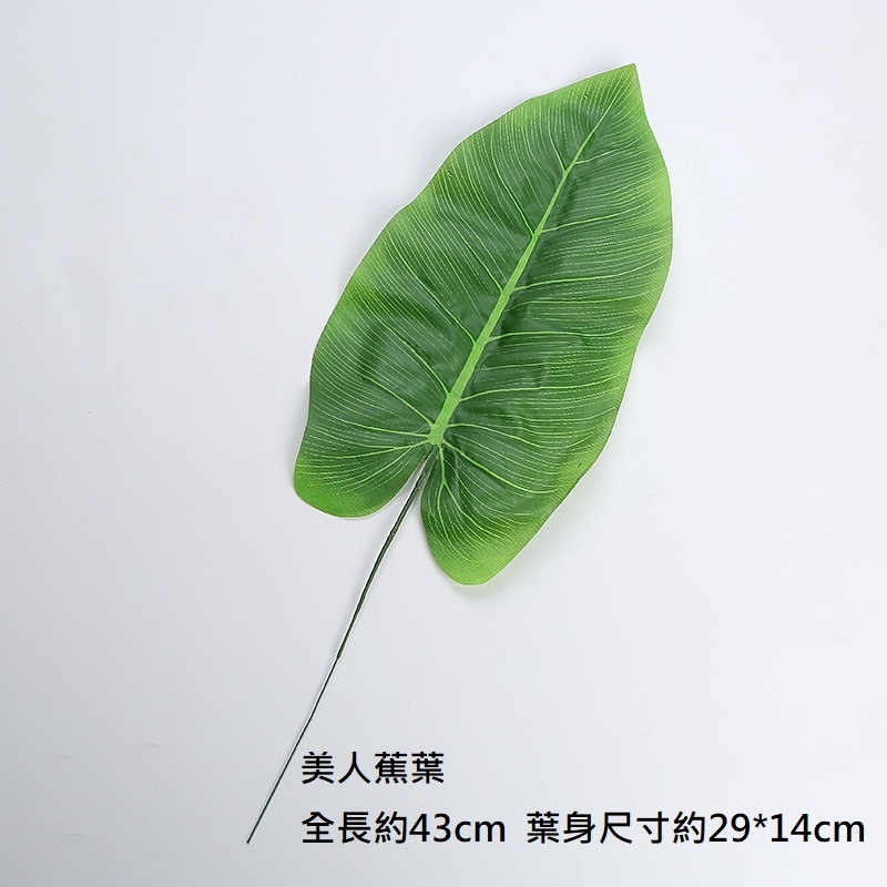 美人蕉葉