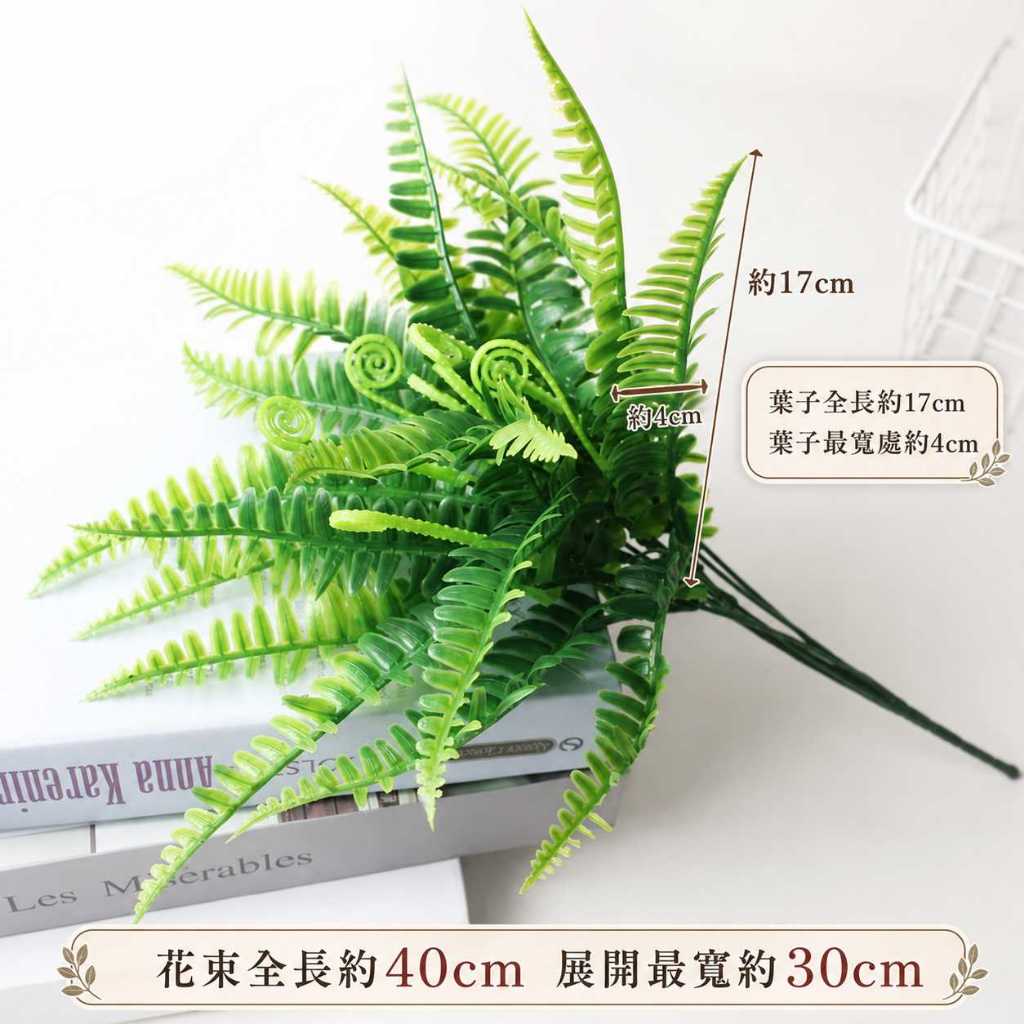 7叉海馬小腎蕨