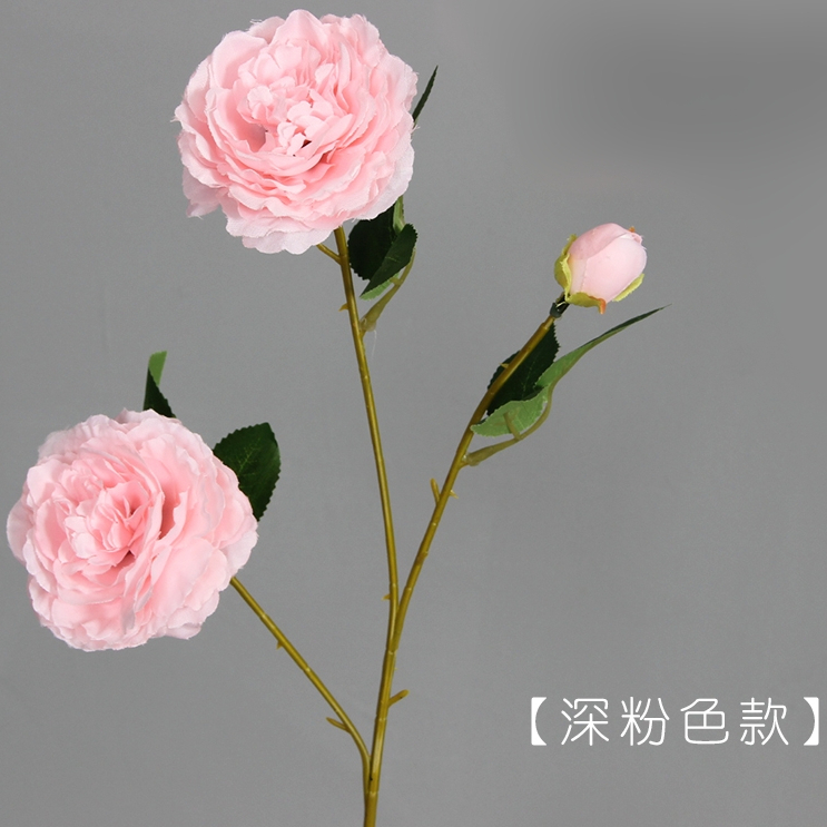 3頭洋牡丹❰香檳粉❱
