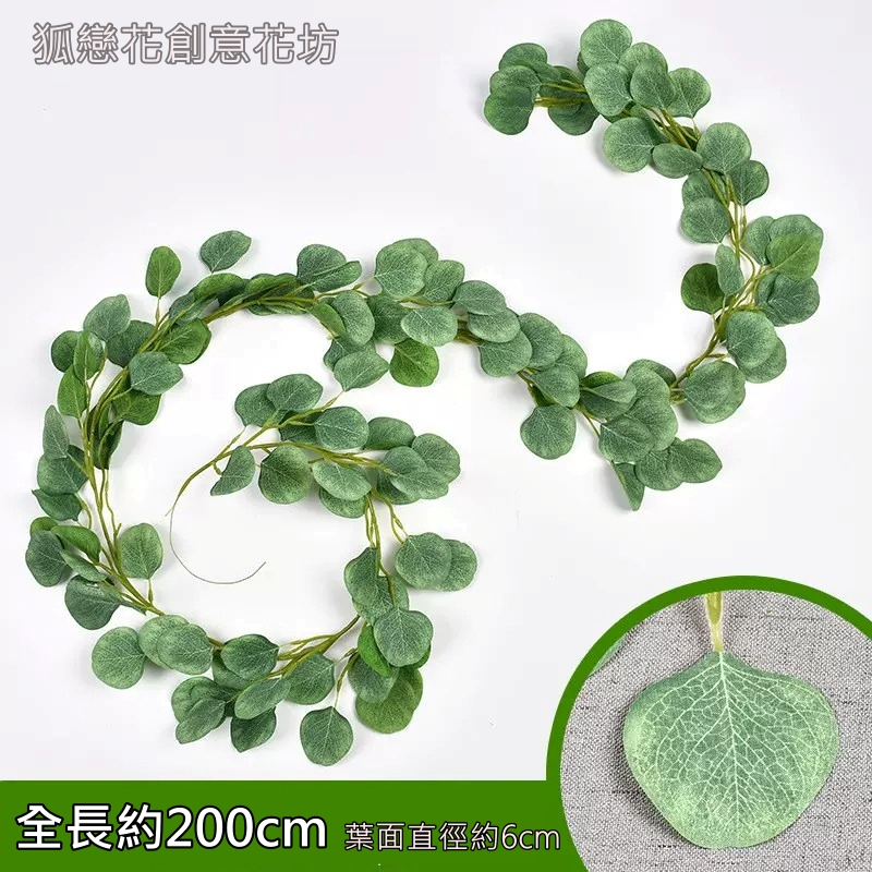 200cm圓葉尤加利❰春綠❱