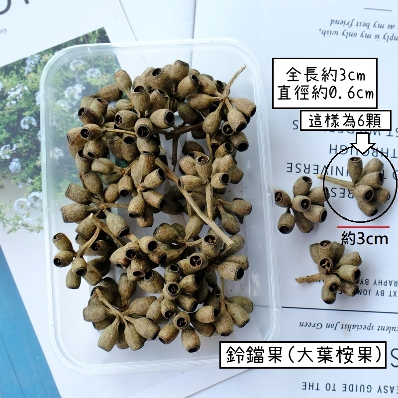 ❰原色❱帶枝鈴鐺果(1份20顆)