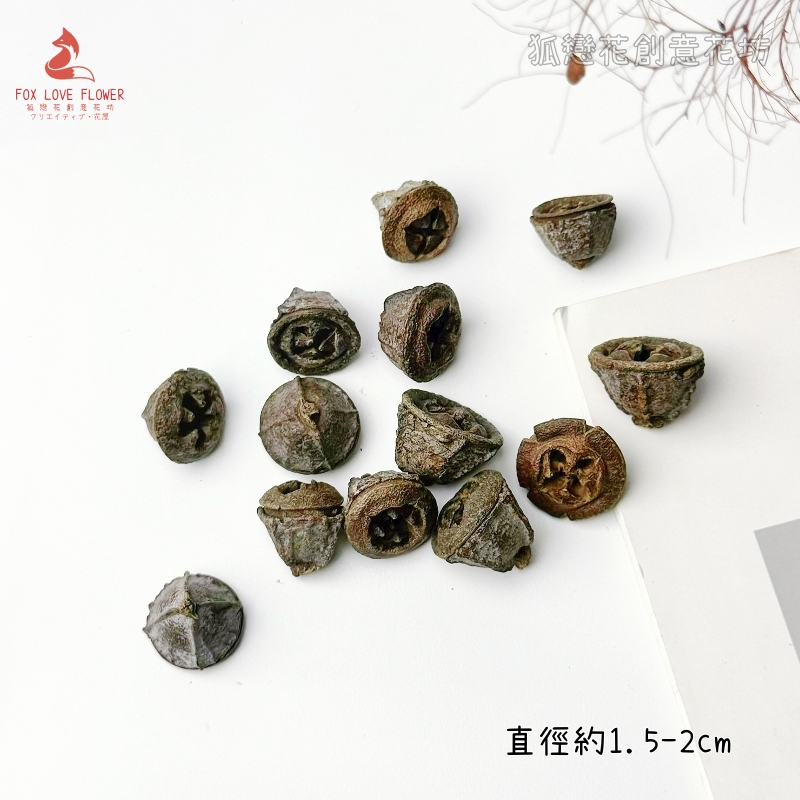 ❰原色❱大尤加利果(5顆)