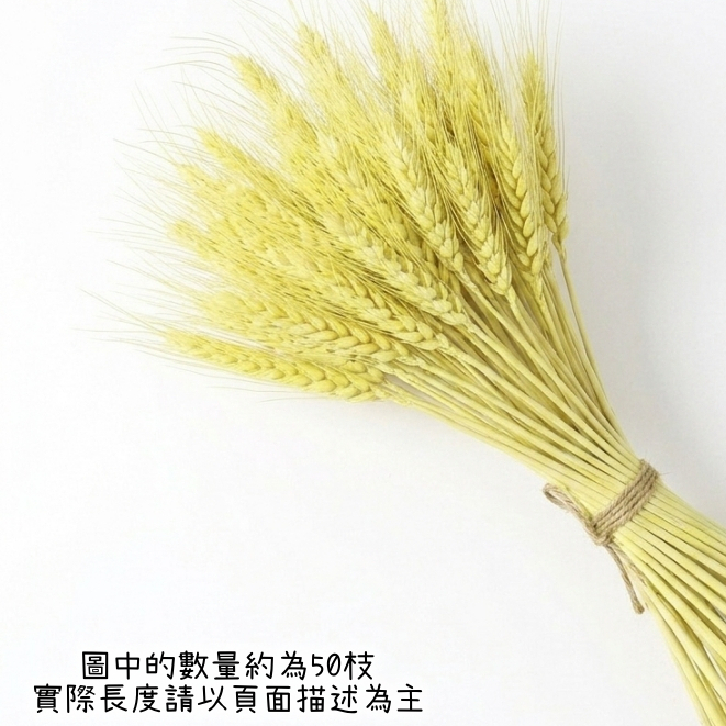 40cm(淺黃)染色麥穗(1支)