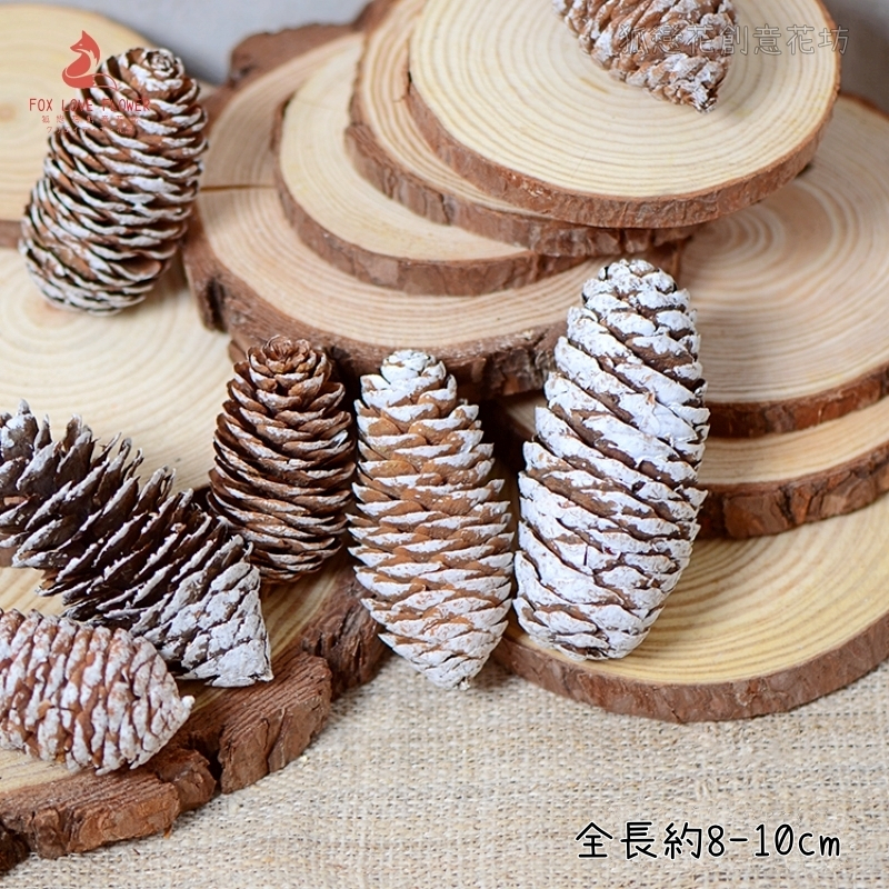 ❰雪色❱大雲杉松果(2顆)