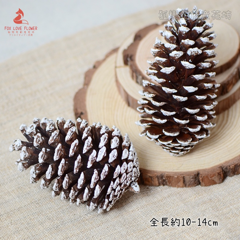 ❰雪色❱特大馬尾松果(1顆)