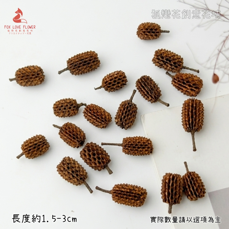 ❰原色❱大木麻黃,本頁面僅花頭不帶桿
